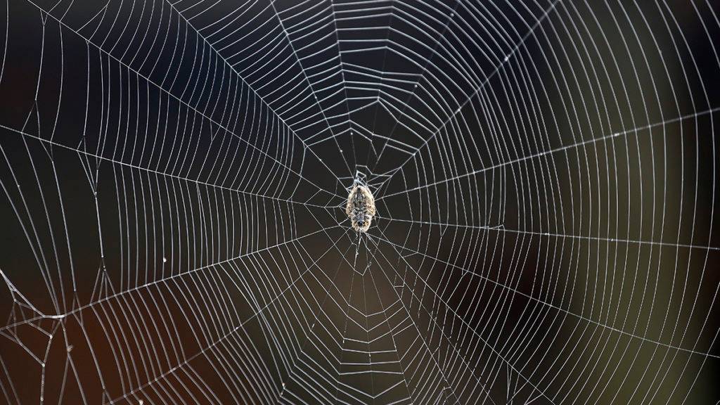 Átila Alberti / Tribuna do Paraná