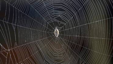 Átila Alberti / Tribuna do Paraná