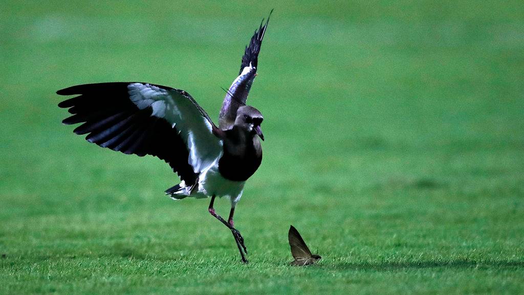 Jonathan Campos / Gazeta do Povo