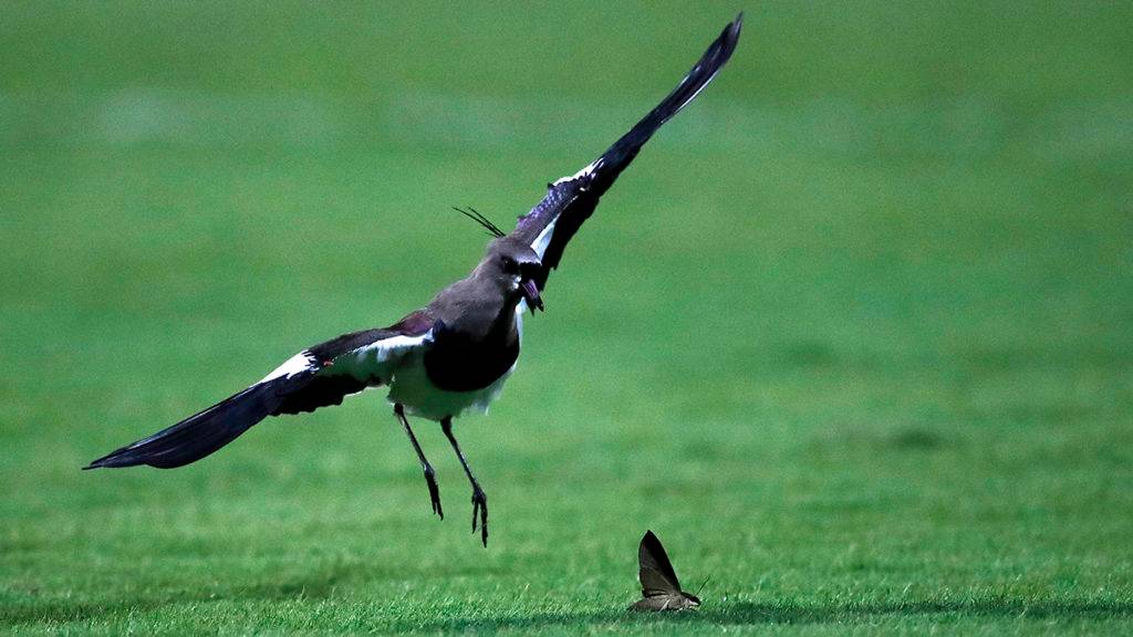 Jonathan Campos / Gazeta do Povo