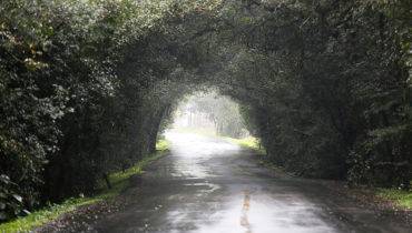 Átila Alberti / Tribuna do Paraná