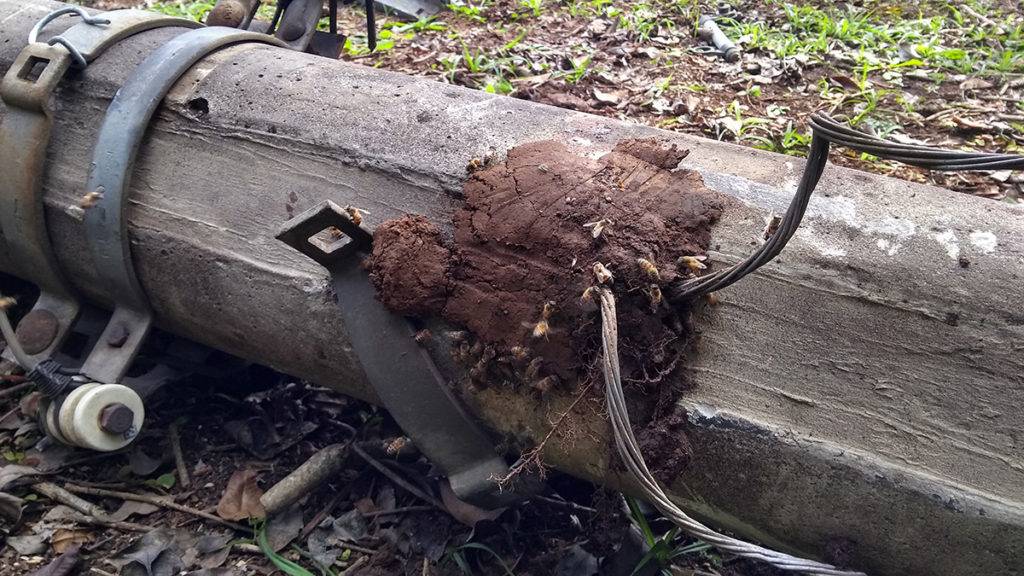 Gerson Klaina / Tribuna do Paraná.