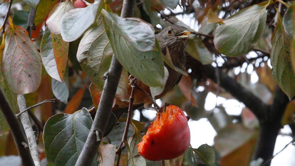 Átila Alberti / Tribuna do Paraná