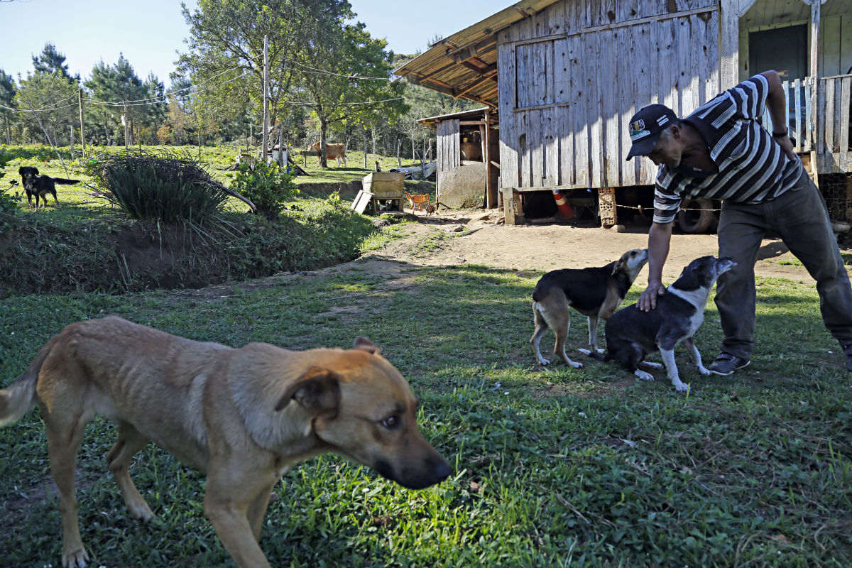 Cerca de 30 cães estão disponíveis para adoção. Foto: Felipe Rosa