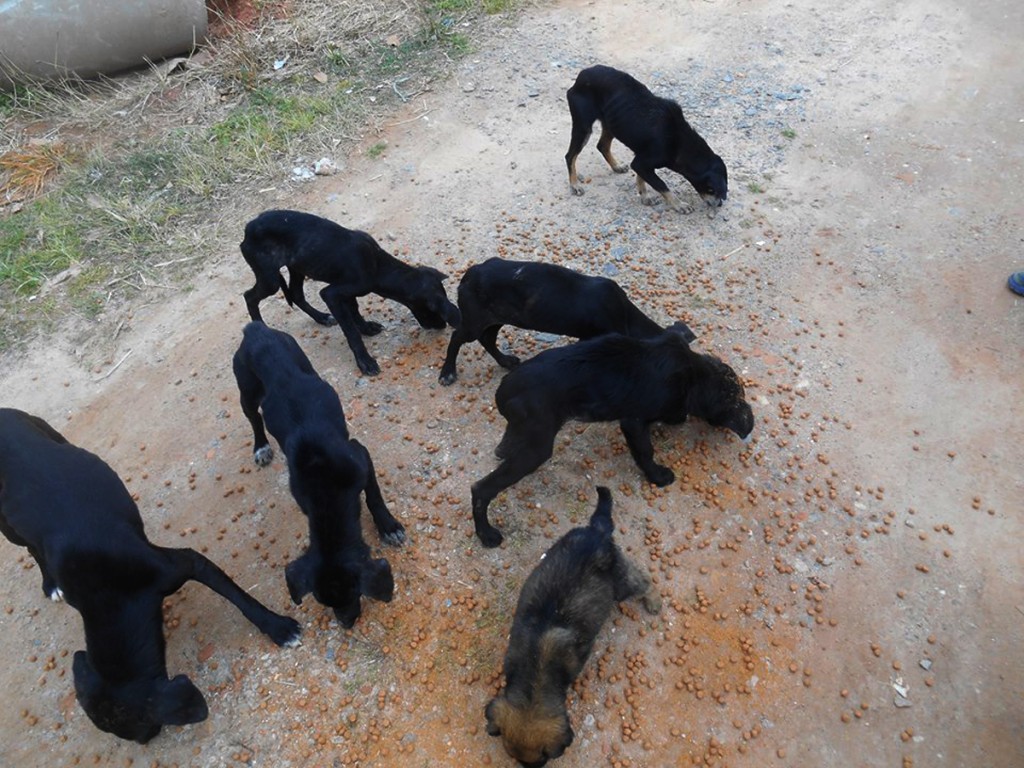 Segundo estimativa do grupo de protetoras voluntárias liderada por Ester, hoje, devem existir cerca de 40 mil cães sem casa em Piraquara. Foto: Colaboração