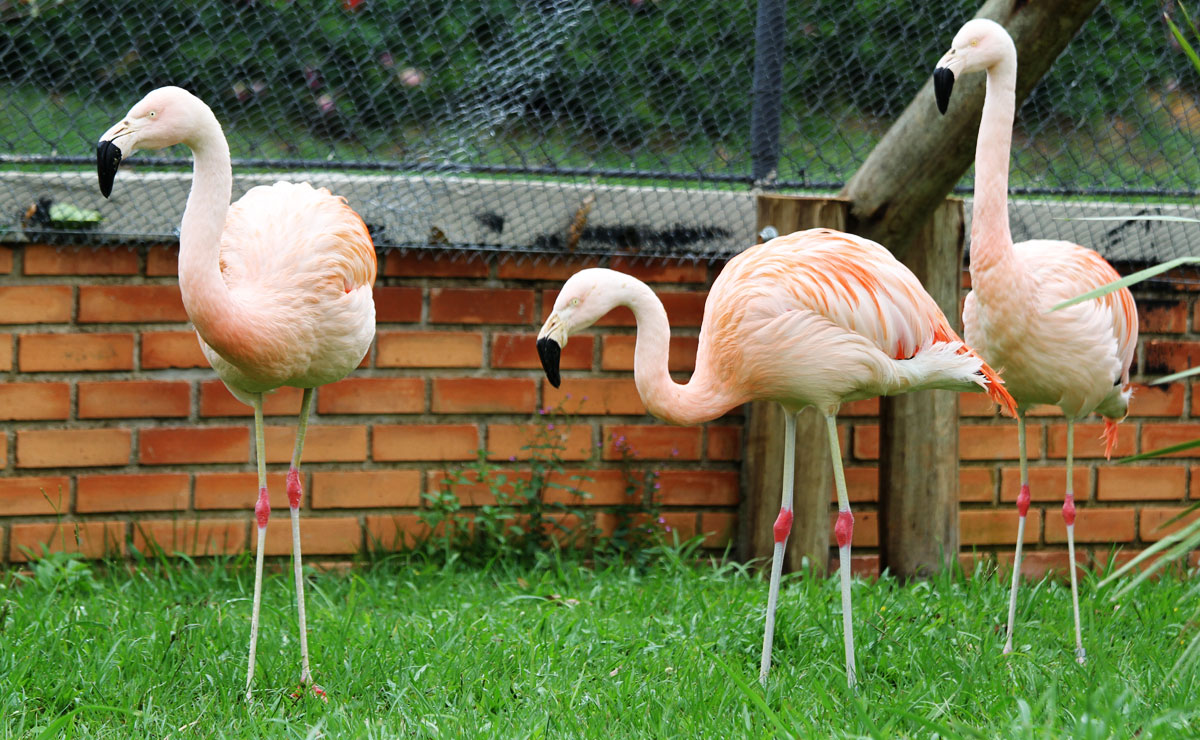 Flamingos comem ração especial, pra manter a cor característica.