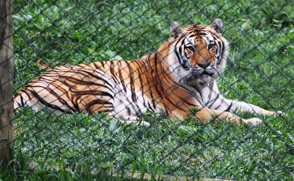 Tigre macho come sete quilos de carne por dia. Fêmea consome cinco.