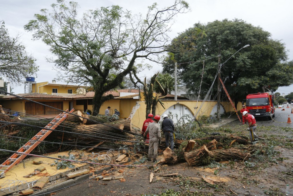 Árvore de mais de 15 metros derrubou muro de residência no Parolin. Foto: Felipe Rosa