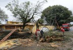 Árvore de mais de 15 metros derrubou muro de residência no Parolin. Foto: Felipe Rosa