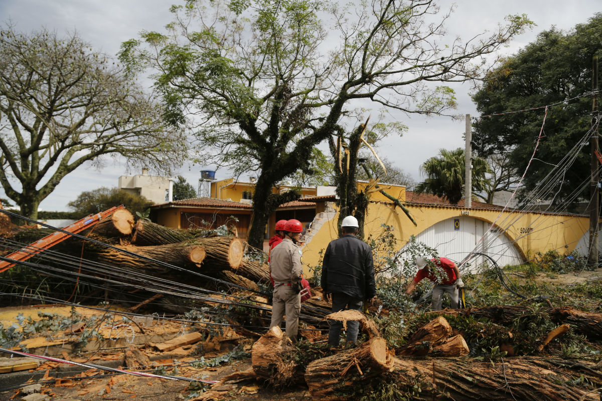 Queda de árvore de mais de 15 metros derrubou muro de residência de empresário. Foto: Felipe Rosa