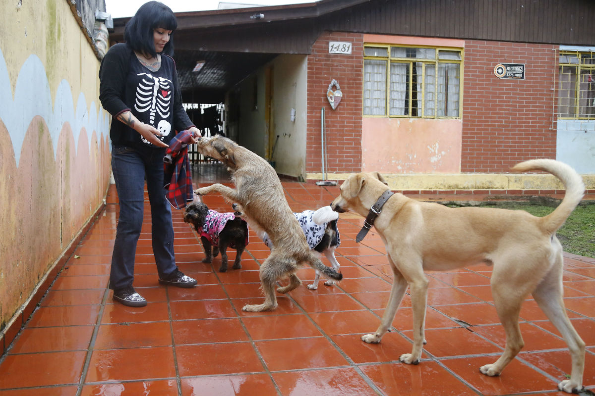 Protetora voluntária, Adriana gasta R$ 400 com os animais. Foto: Felipe Rosa
