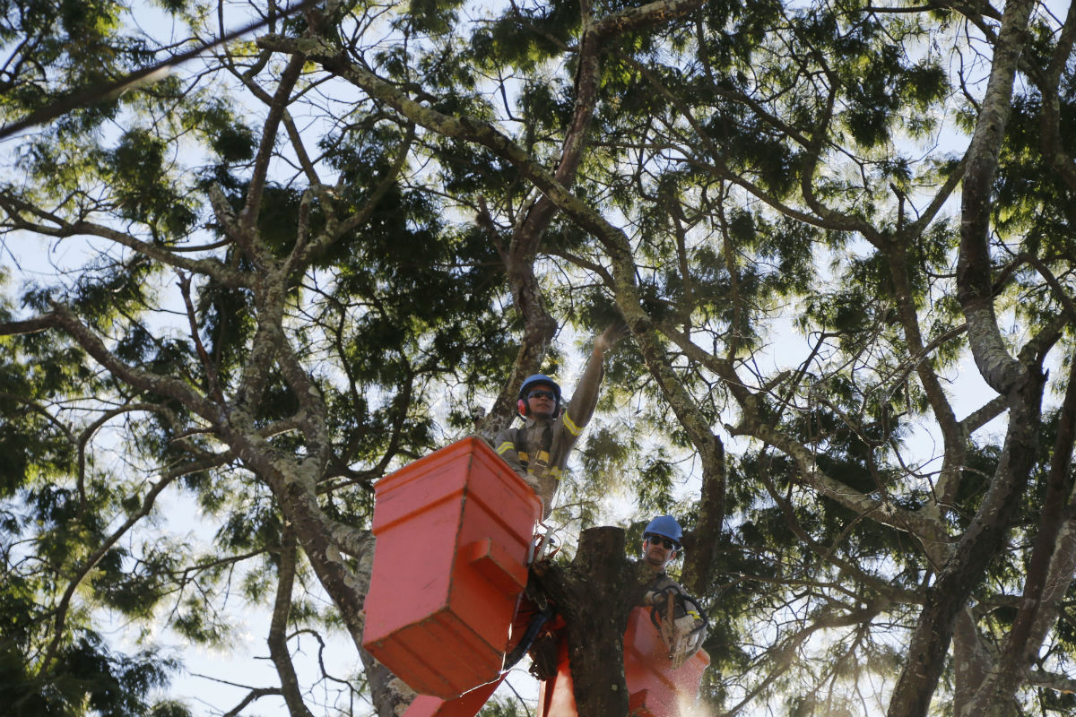 Prefeitura já podou 500 árvores em 2017. Foto: Felipe Rosa