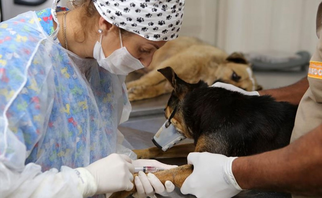 Programa de castração gratuita de cães e gatos chega à Regional Tatuquara. Foto: Valdecir Galor/SMCS