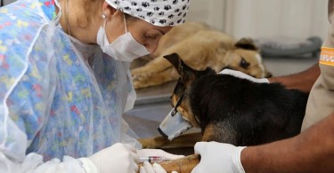 Programa de castração gratuita de cães e gatos chega à Regional Tatuquara. Foto: Valdecir Galor/SMCS