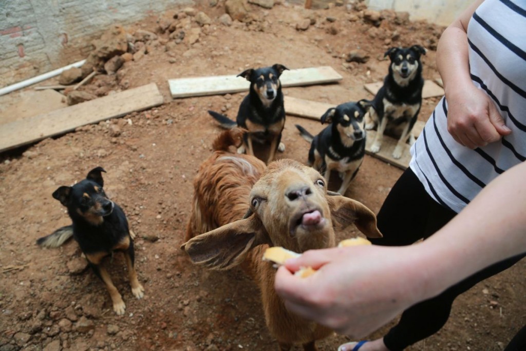 Foto: Felipe Rosa/Tribuna do Paraná