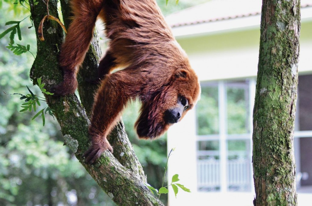Bugio atacou criança em apartamento na Grande Curitiba. Foto: Marco Charneski/Tribuna do Paraná
