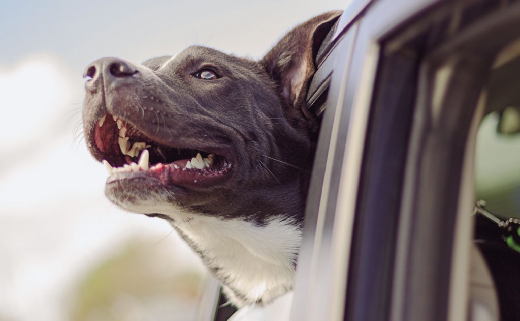 Foto: Arquivo/Tribuna do Paraná.