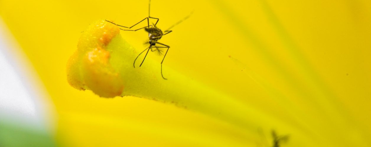 Você sabia que, apesar da maior proliferação do Aedes Aegypt ser durante o verão, o conhecido mosquito da dengue tem capacidade de se modificar em outras estações do ano? Foto: Alexandre Carvalho/A2img