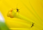 Você sabia que, apesar da maior proliferação do Aedes Aegypt ser durante o verão, o conhecido mosquito da dengue tem capacidade de se modificar em outras estações do ano? Foto: Alexandre Carvalho/A2img