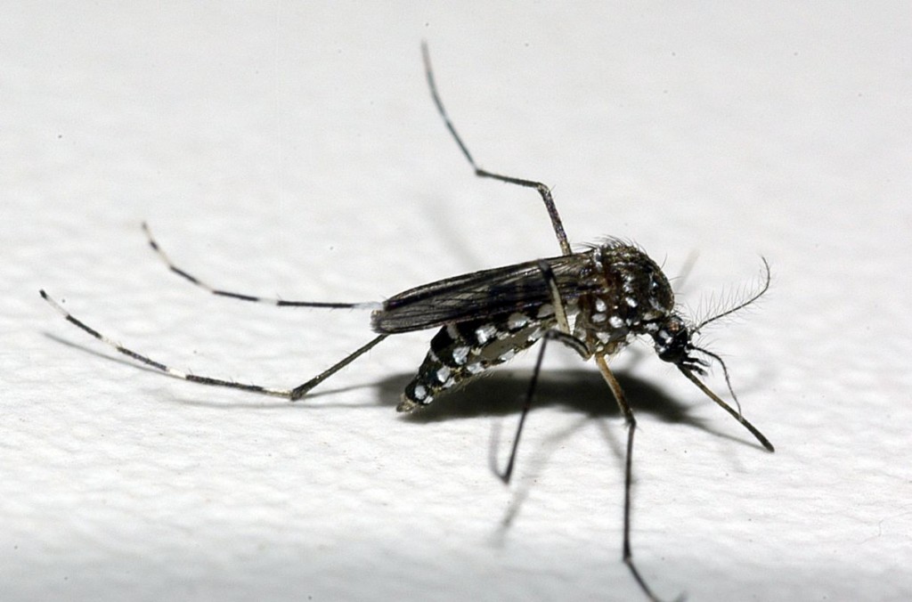 Inseto Aedis Aegypti, conhecido como mosquito da Dengue. Foto: Raul Santana