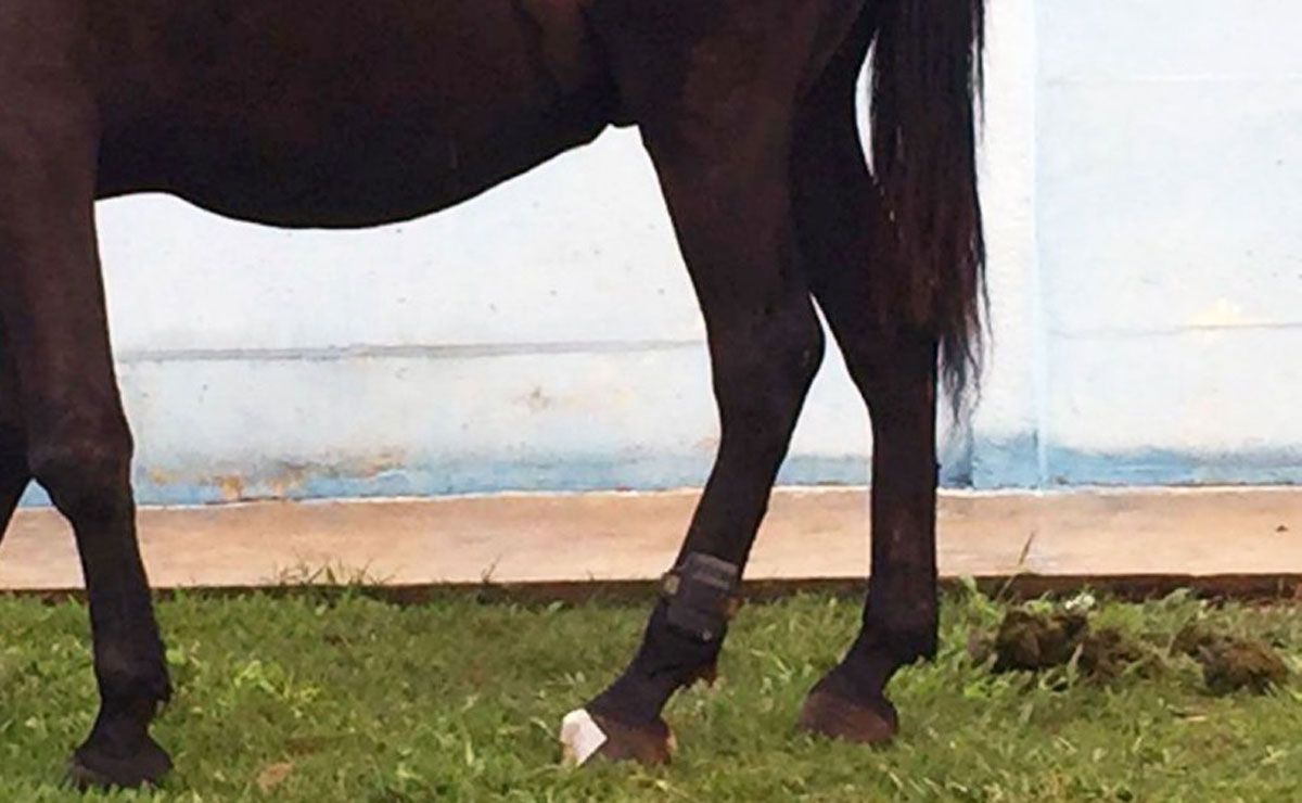 Cavalo foi flagrado com a tornozeleira em um bairro de Ponta Grossa, nos Campos Gerais. Foto: ARede/COP