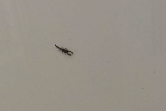 Escorpião encontrado dentro de uma casa, na Lapa. Foto: Colaboração