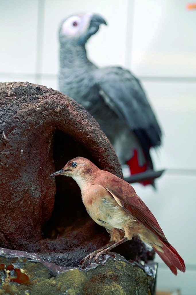 Curitiba tem um especialista em taxidermia de aves. Foto: Felipe Rosa/Tribuna do Paraná