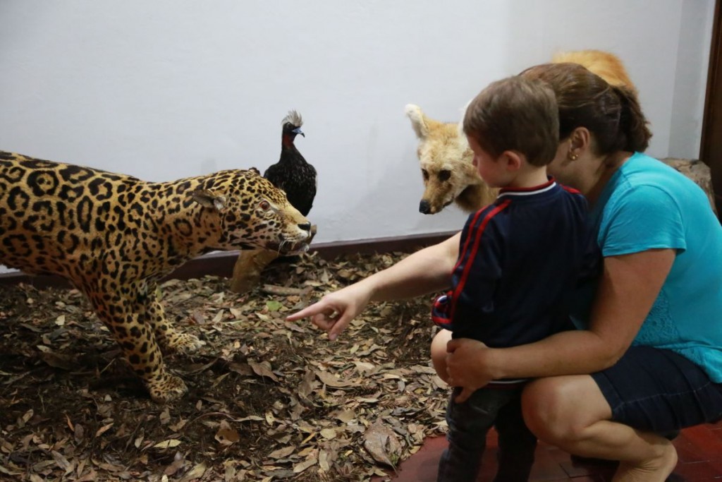 Animais taxidermizados são atração do Museu do Capão da Imbuia. Foto: Felipe Rosa/Tribuna do Paraná