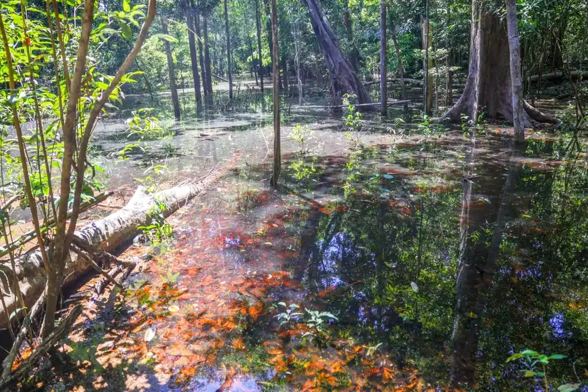 Dinossauros na Amazônia? Sim, pesquisadores descobrem um novo capítulo da história