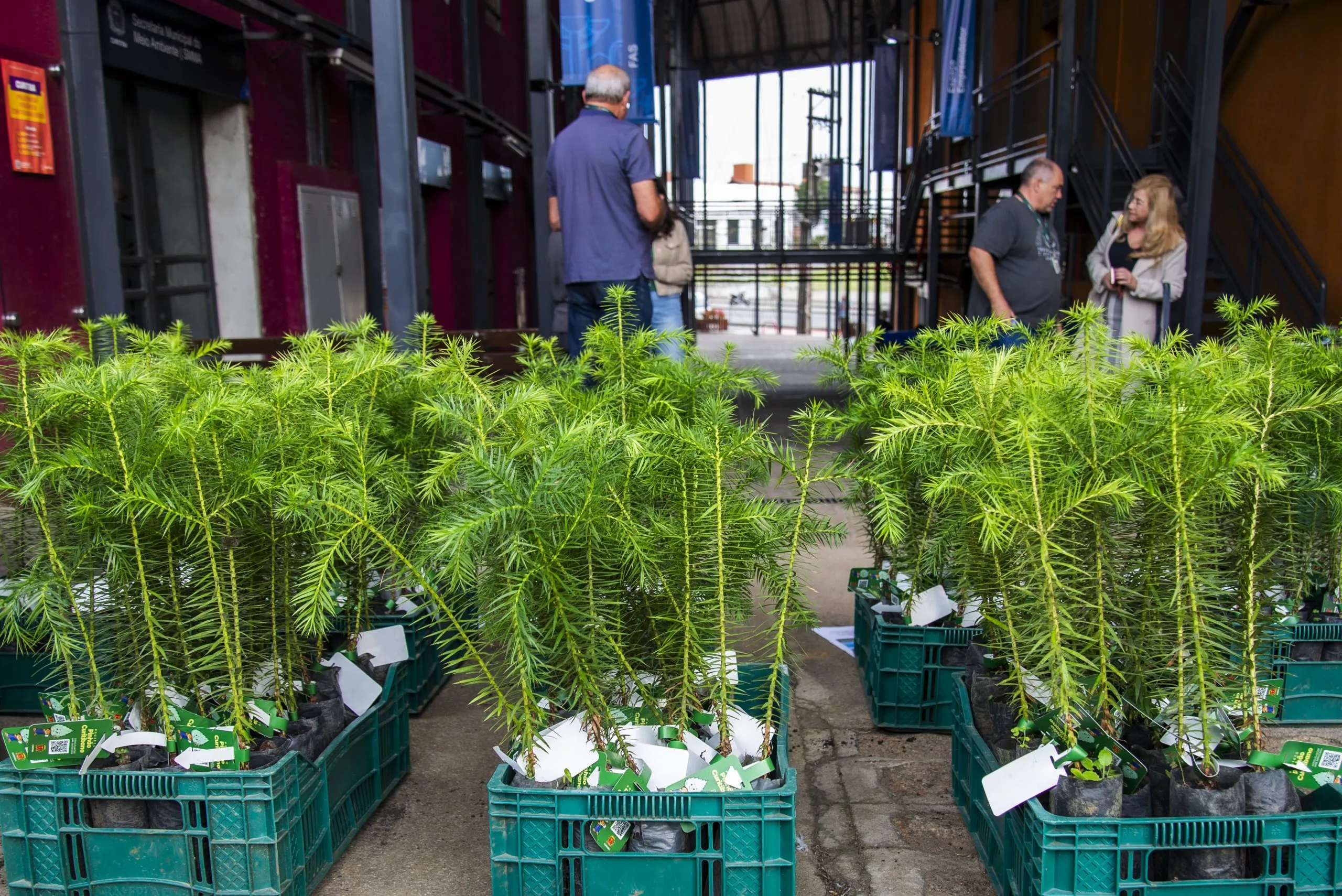 Curitiba distribui 10 mil mudas de árvores nativas nas regionais da cidade