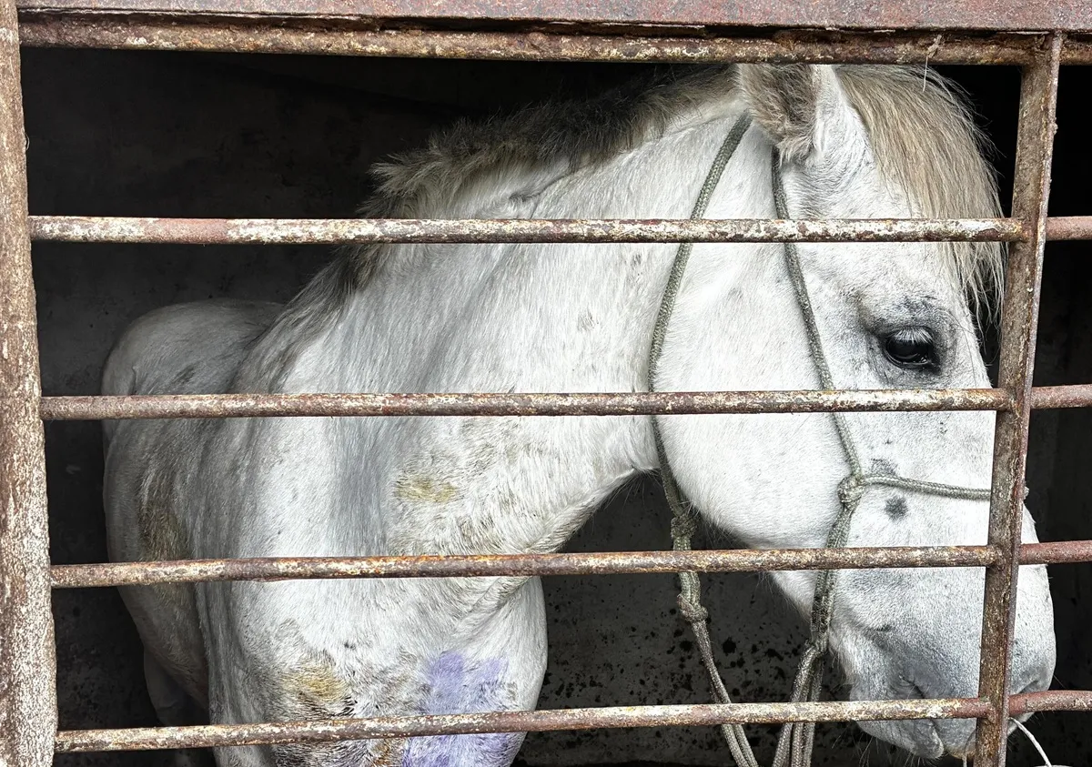 Cavalo é resgatado com ferida aberta na RMC; homem é preso por maus-tratos