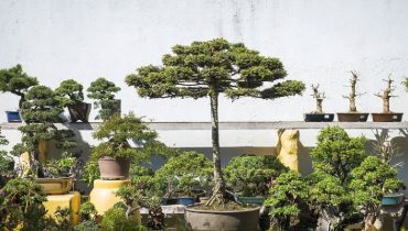 Bonsai de araucaria