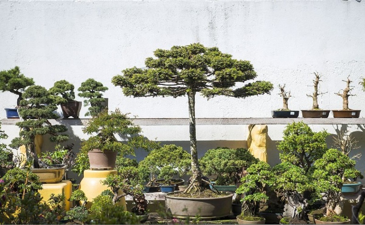 Bonsai de araucaria