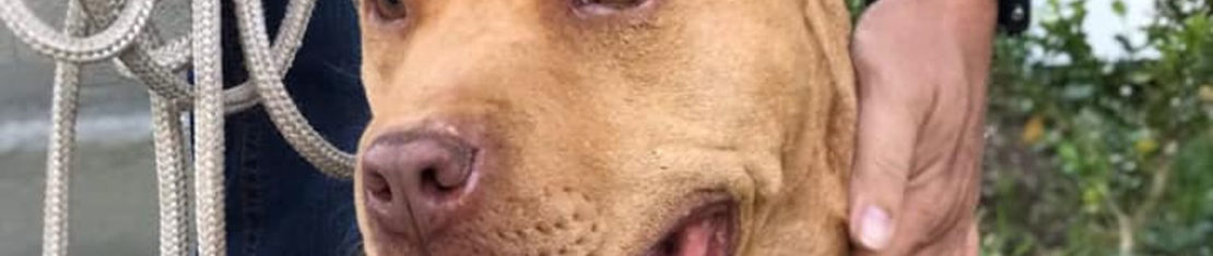 pit bull resgatado