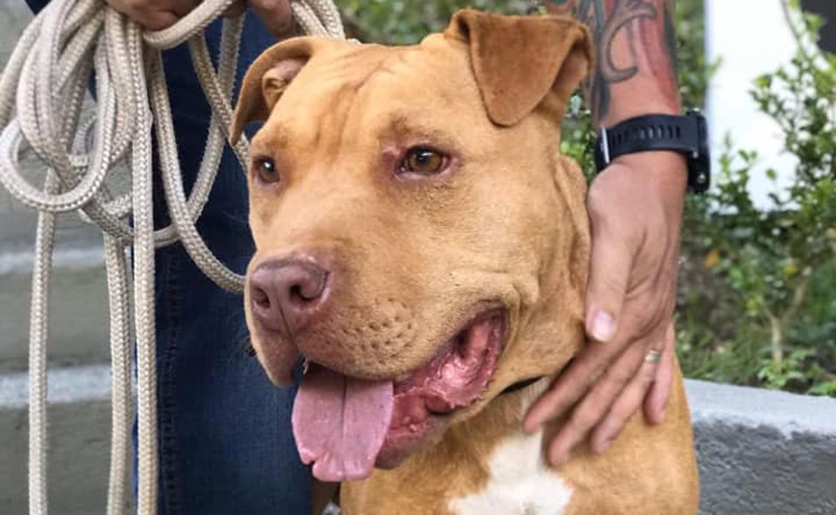 pit bull resgatado