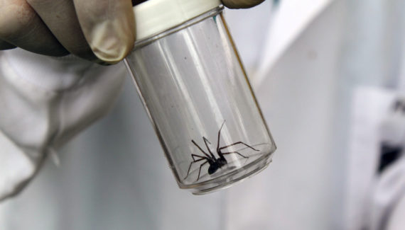 Caça-aranhas: eles deixam o medo de lado pra salvar vítimas da aranha-marrom