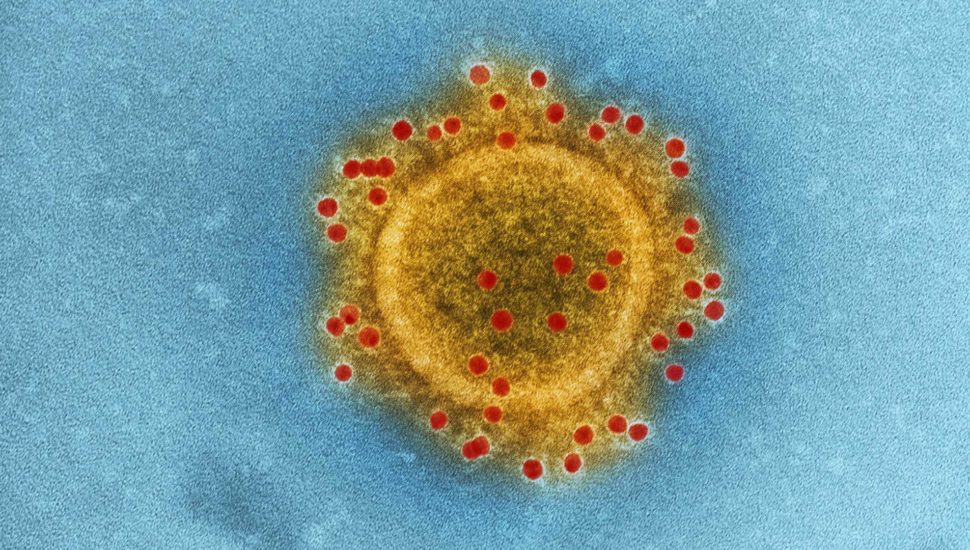 Coronavírus. Foto: CDC / Unsplash