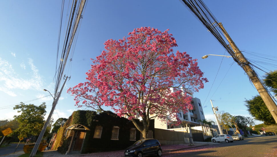 Ipês já colorem Curitiba e devem deixar a cidade mais florida nos próximos  anos
