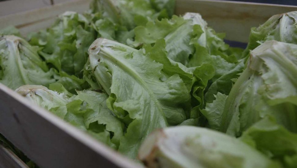 ceasa curitiba hortaliças