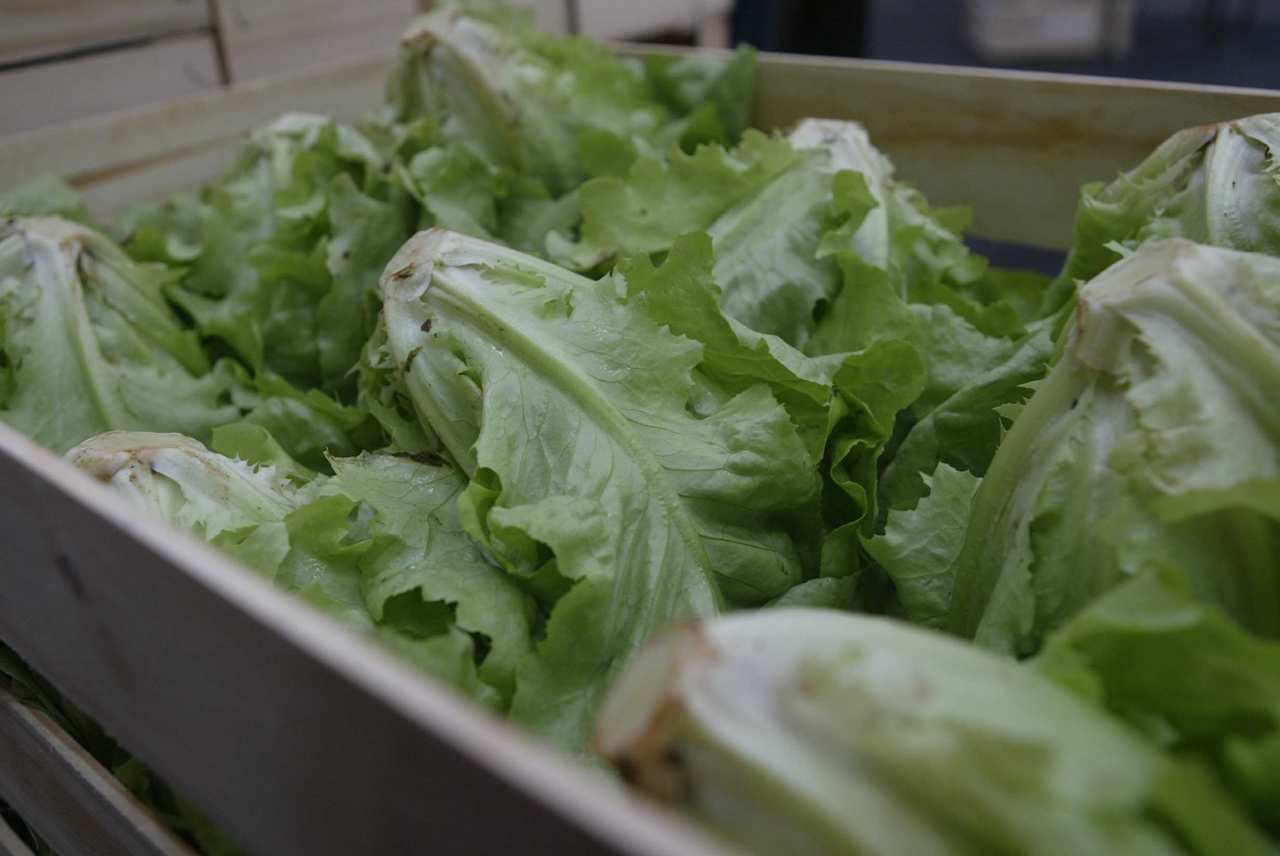 ceasa curitiba hortaliças