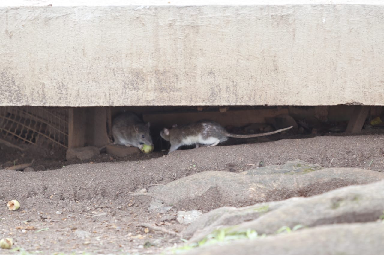 Ratos em cartão postal de Curitiba