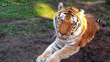 morre-tigre-tom-zoo-curitba
