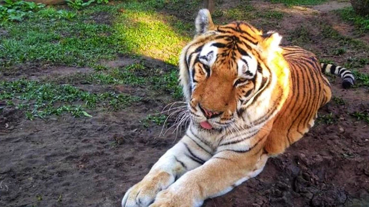 morre-tigre-tom-zoo-curitba