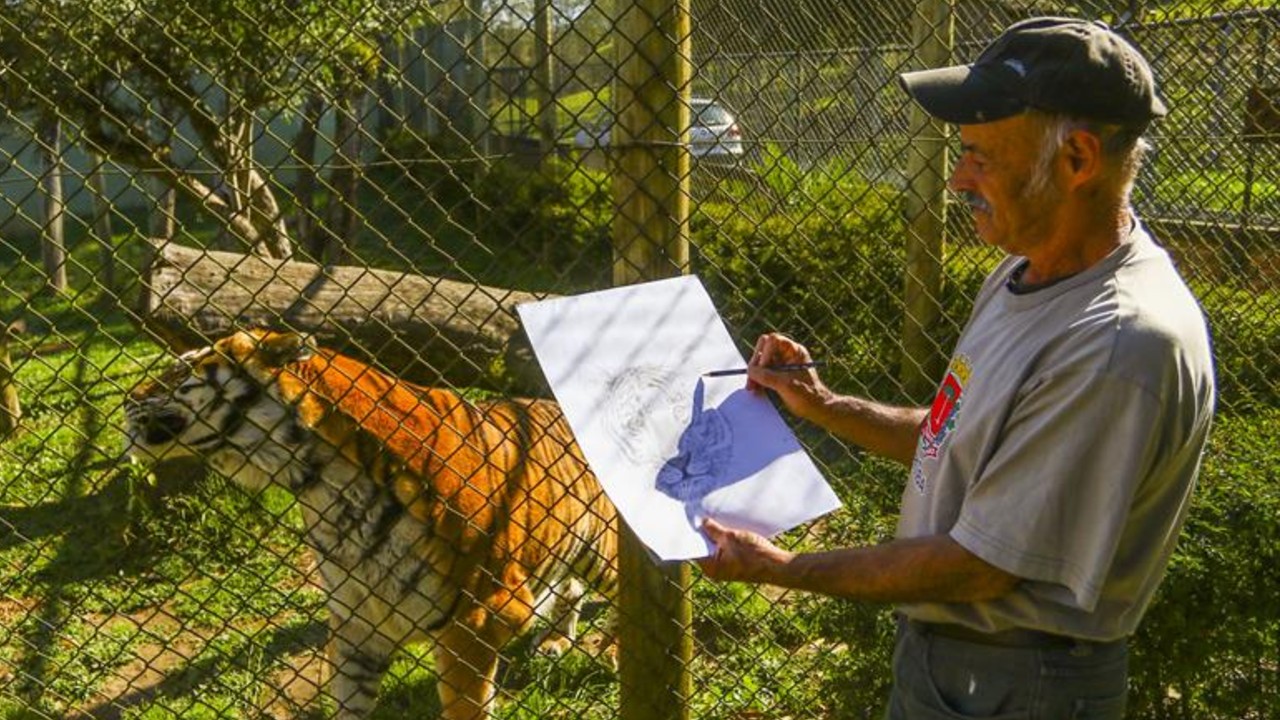 ilustracao-tigre-tom-zoologico