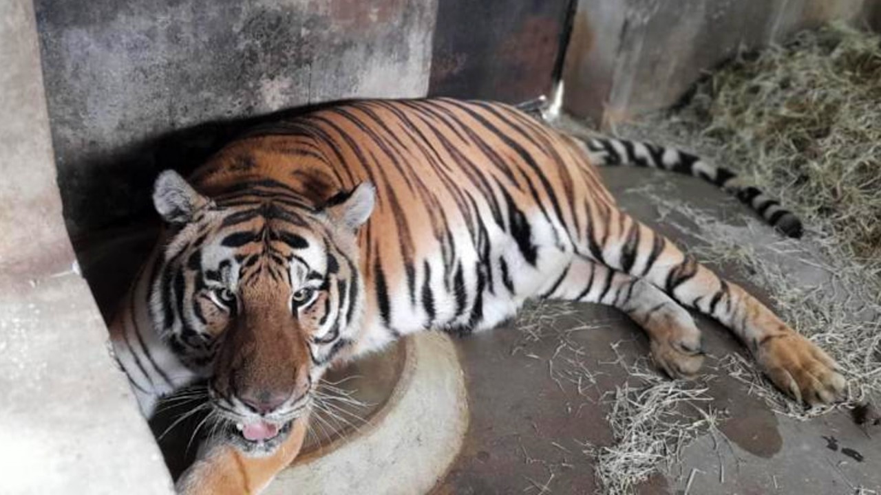 tigre-apreendido-chacara-piraquara