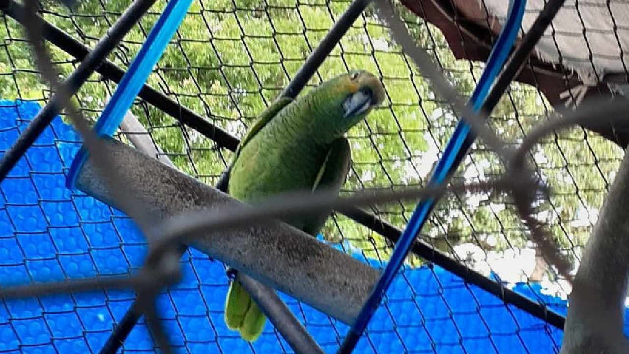 papagaio-apreendido-chacara-piraquara