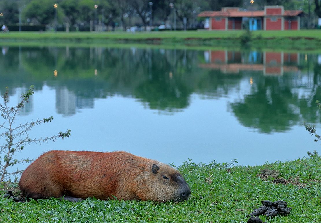 Capivara em Curitiba