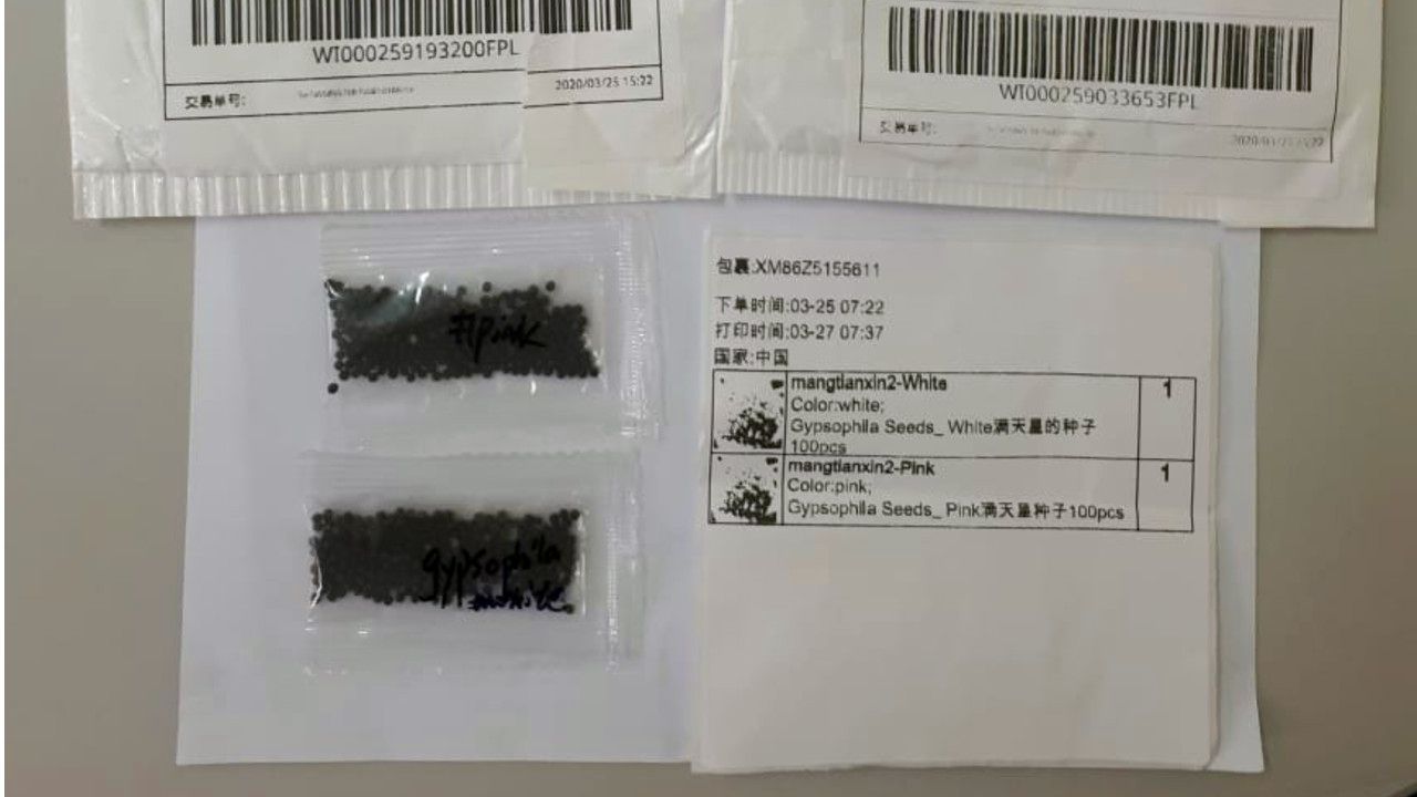 Sementes misteriosas vindas da China