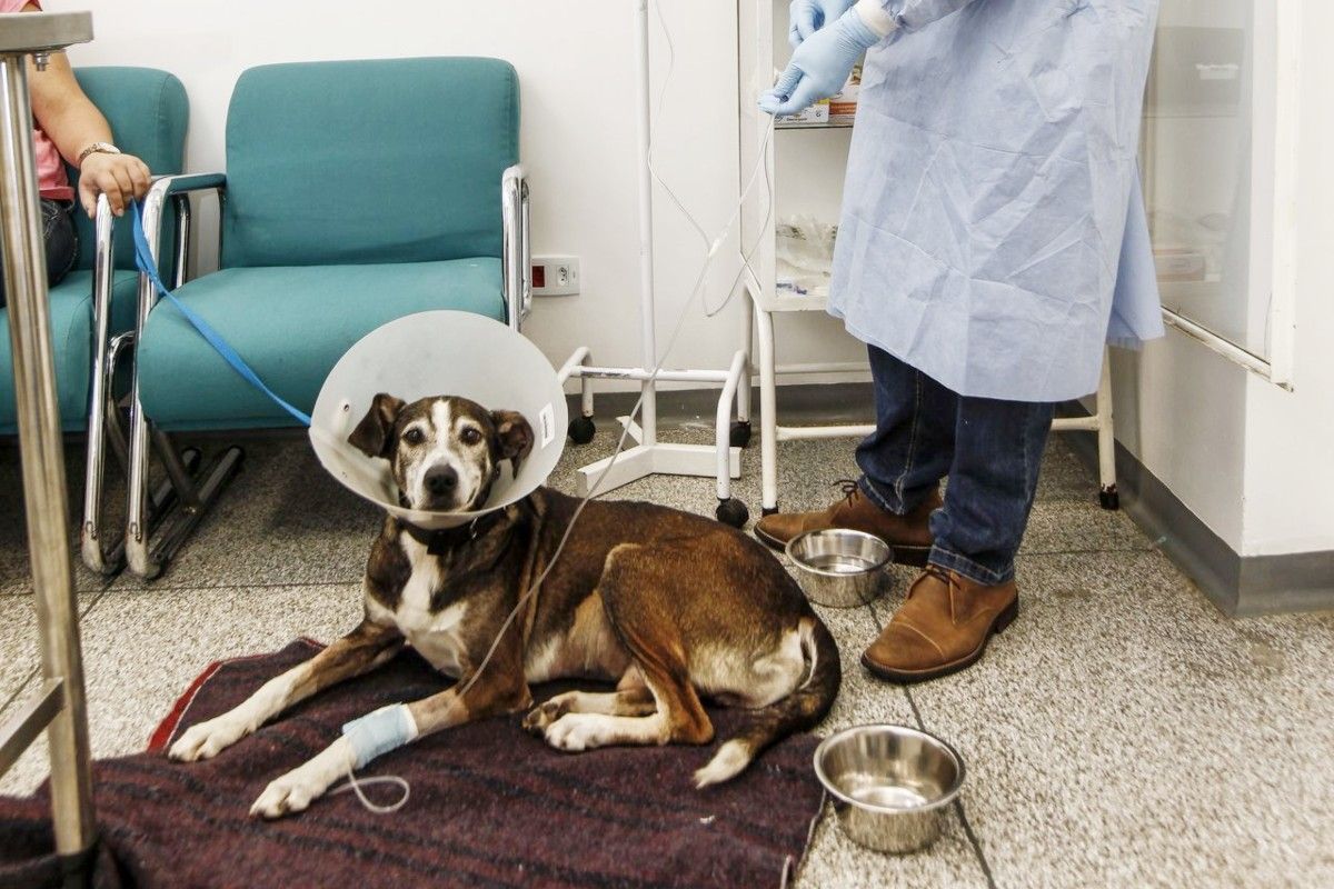 Cirurgias eletivas para pets canceladas na pandemia