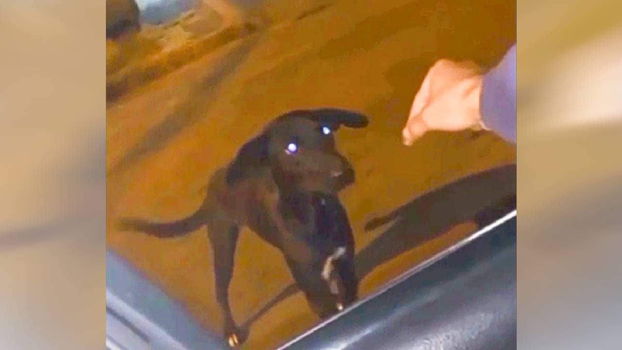 Homem dá maconha para cachorro comer no Paraná